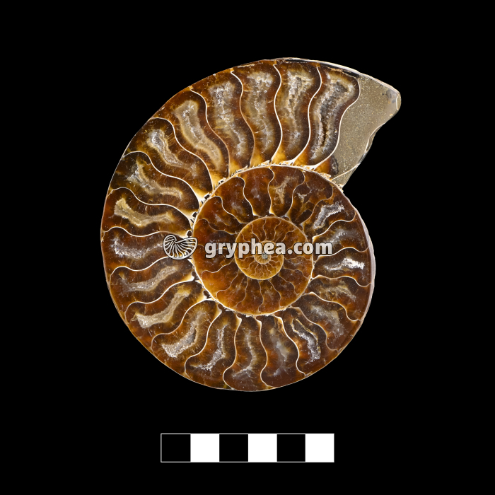 Ammonite - coupe sagittale - surface polie - gryphea.org